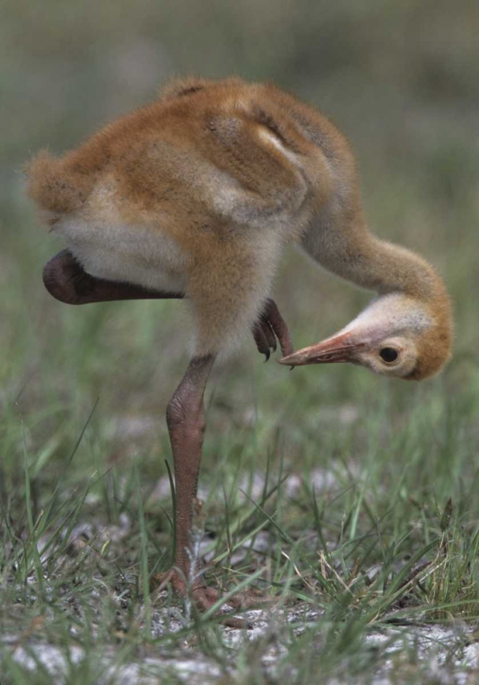 Wall Art Painting id:136028, Name: FL, Lake Kissimmee Sandhill crane chick , Artist: Williams, Joanne