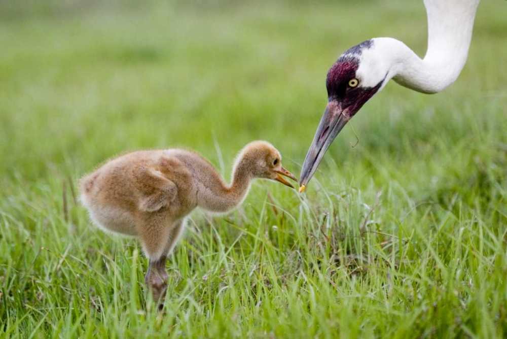 Wall Art Painting id:136098, Name: FL, Lake Kissimmee Whooping crane feeds chick, Artist: Williams, Joanne