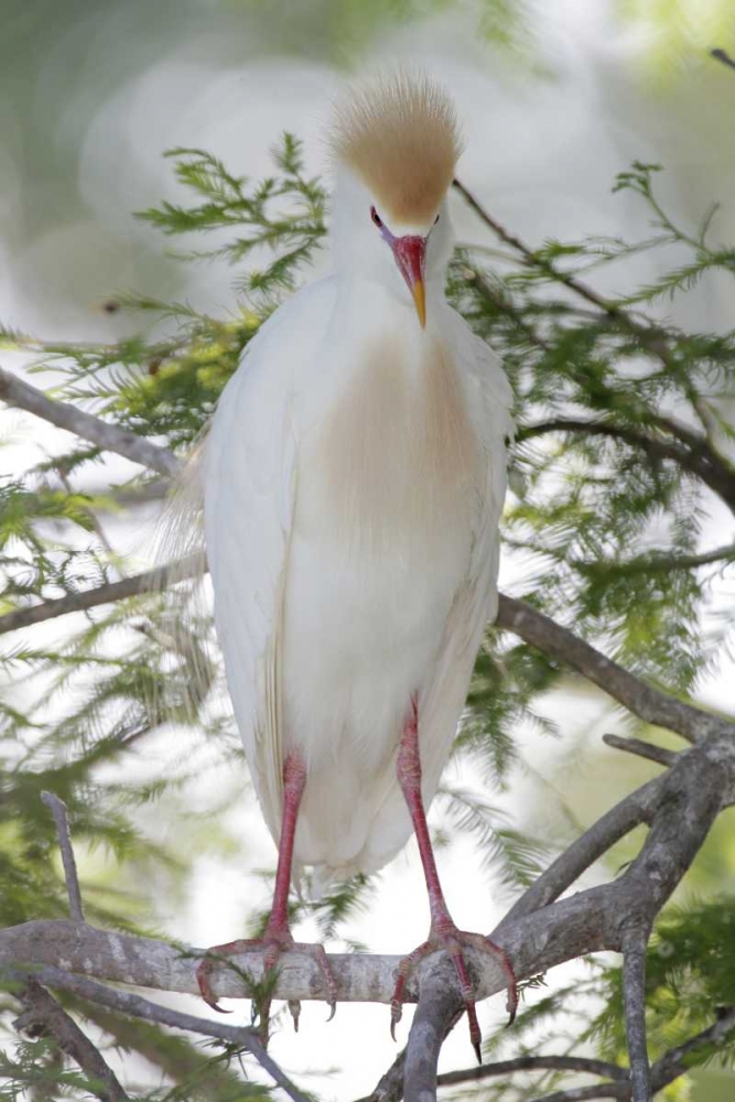 Wall Art Painting id:131137, Name: FL Cattle egret in breeding plumage on limb, Artist: Morris, Arthur