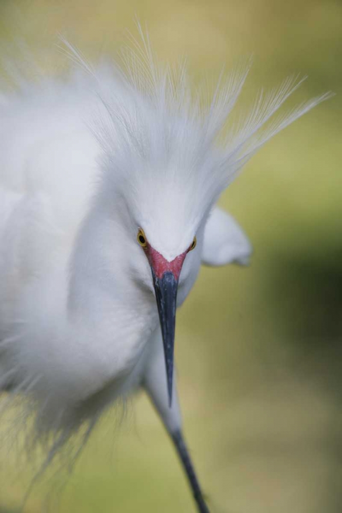 Wall Art Painting id:131069, Name: FL Snowy egret with its breeding plumage, Artist: Morris, Arthur