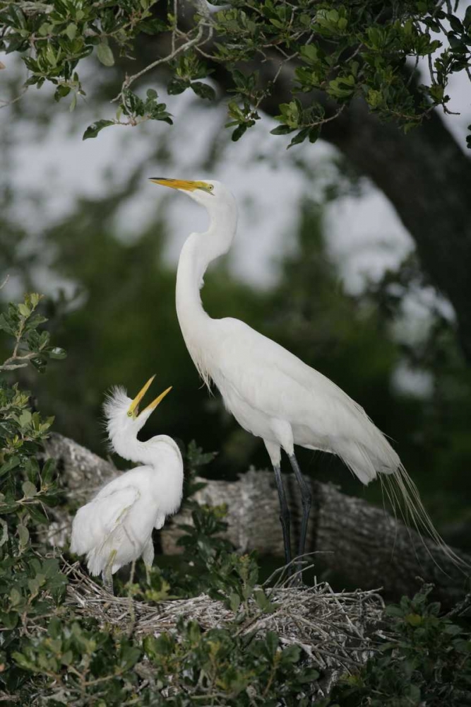 Wall Art Painting id:131066, Name: FL Great egret parent in nest with chick, Artist: Morris, Arthur