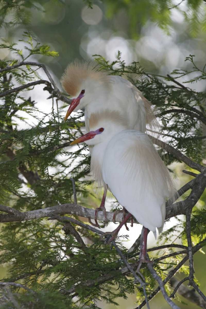 Wall Art Painting id:131216, Name: FL Cattle egrets in breeding plumage on branch, Artist: Morris, Arthur