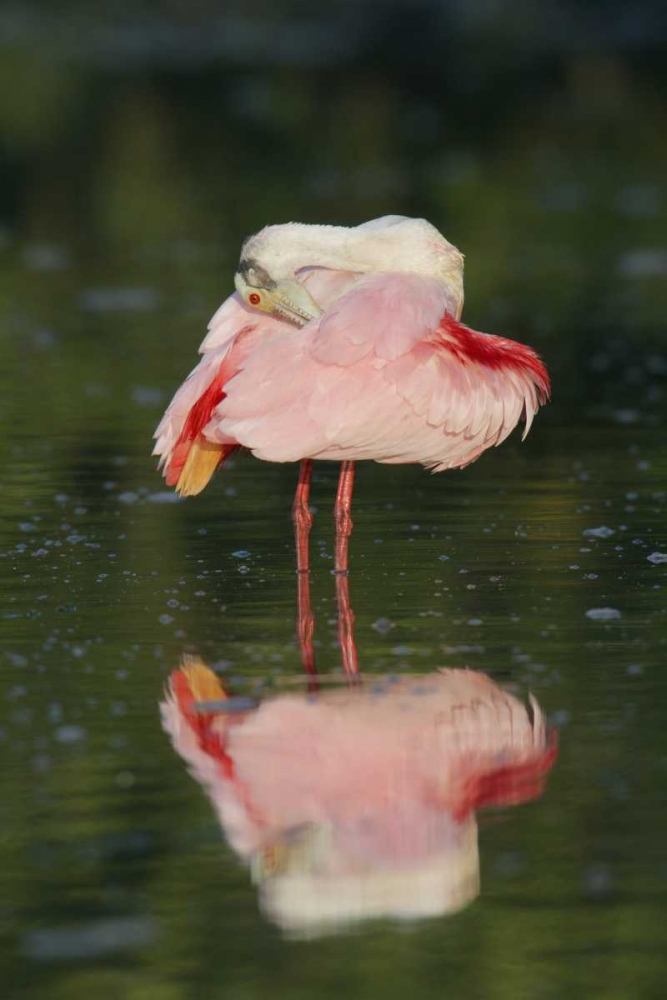 Wall Art Painting id:131071, Name: FL, Tampa Bay Roseate spoonbill preening, Artist: Morris, Arthur