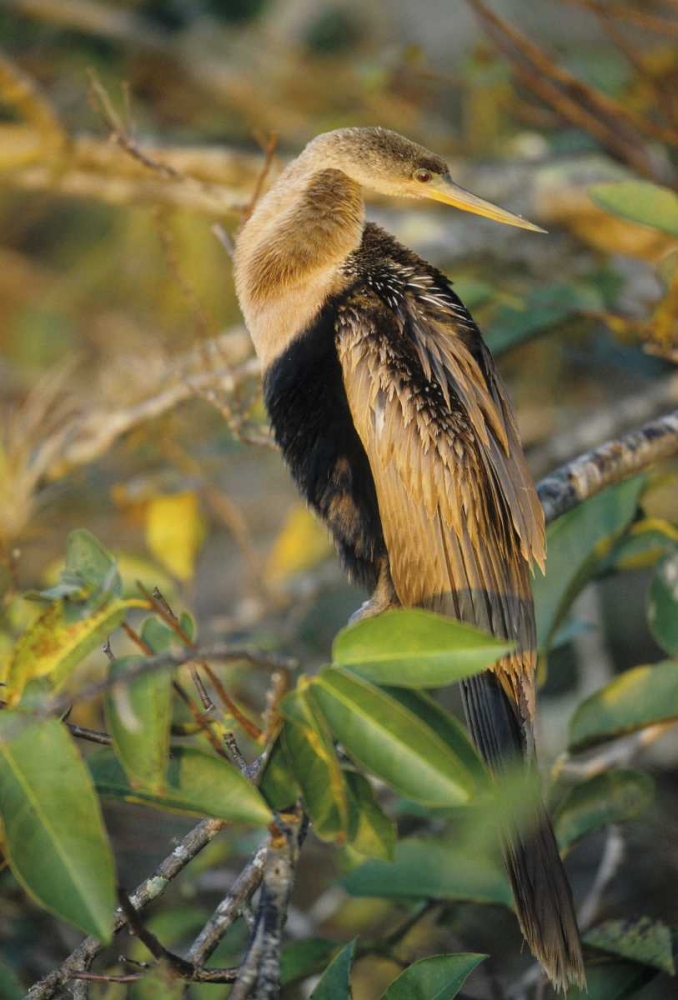 Wall Art Painting id:136086, Name: USA, Florida Close-up of anhinga on tree limb, Artist: Williams, Joanne