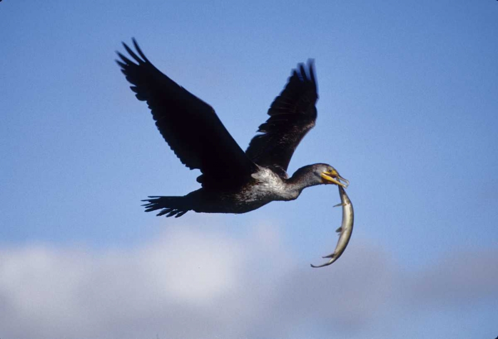 Wall Art Painting id:136105, Name: USA, Florida Cormorant in flight carrying fish, Artist: Williams, Joanne