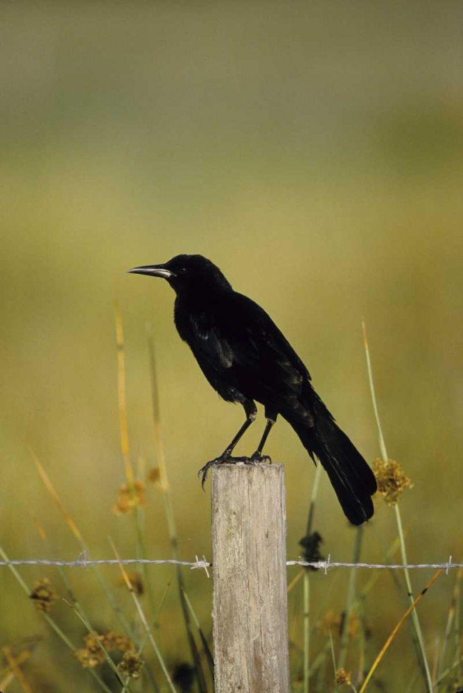 Wall Art Painting id:136054, Name: USA, Florida Fish crow stands on fence post, Artist: Williams, Joanne