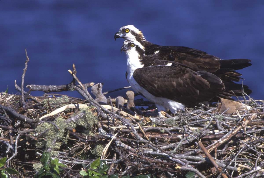 Wall Art Painting id:136126, Name: FL, Blue Cypress Lake, Osprey and chicks in nest, Artist: Williams, Joanne