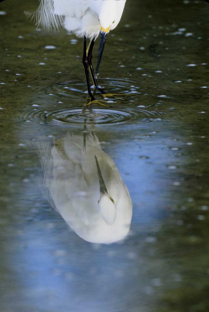 Wall Art Painting id:136002, Name: Florida Snowy egret  in water hunting, Artist: Williams, Joanne