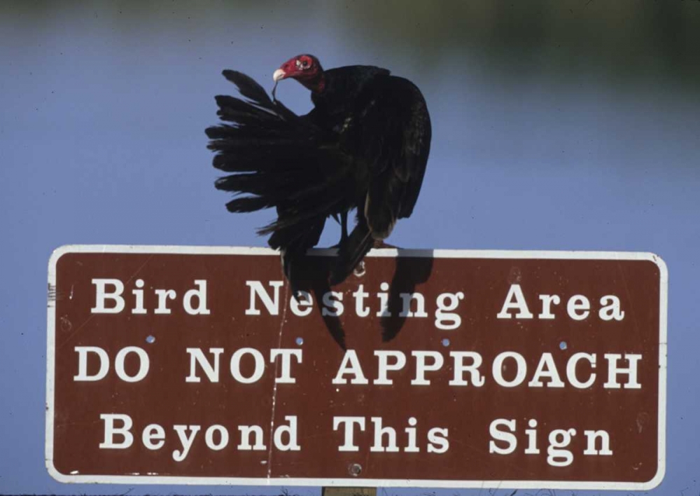 Wall Art Painting id:136006, Name: FL, Turkey vulture preens its feathers, Artist: Williams, Joanne