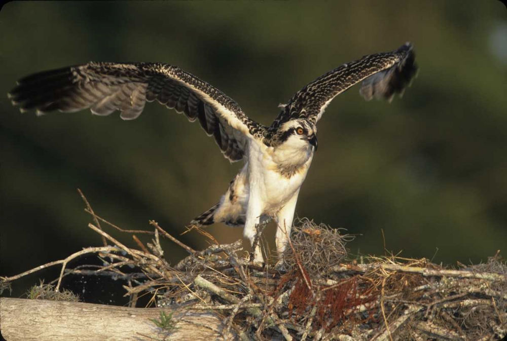 Wall Art Painting id:136037, Name: FL, Blue Cypress Lake Osprey takes flight, Artist: Williams, Joanne