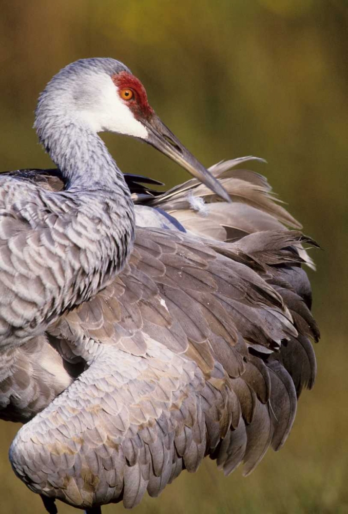 Wall Art Painting id:136087, Name: USA, Florida Sandhill crane preening feathers, Artist: Williams, Joanne