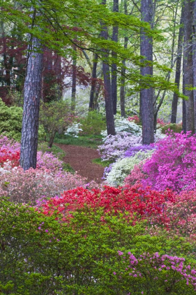 Wall Art Painting id:133986, Name: USA, Georgia Azalea in full bloom along a path, Artist: Rotenberg, Nancy