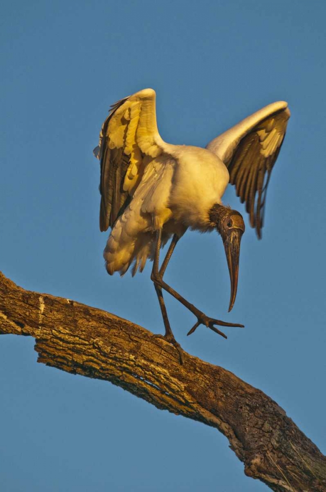 Wall Art Painting id:134124, Name: FL, St Augustine Wood stork dances on tree limb, Artist: Rotenberg, Nancy