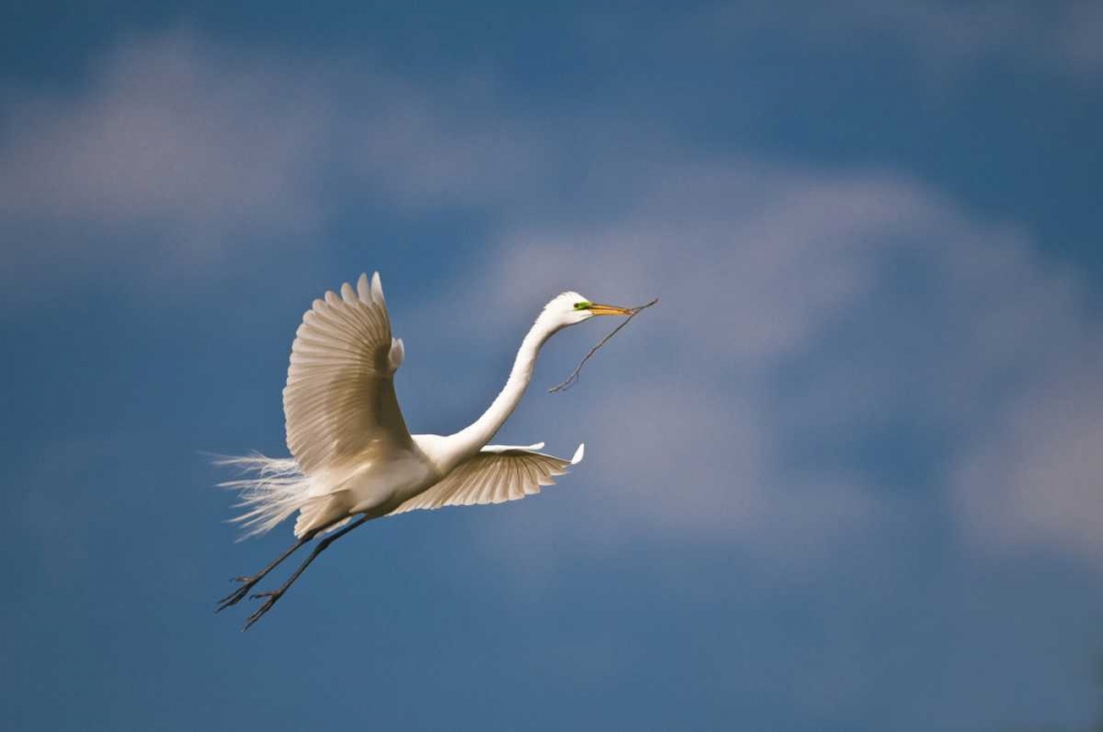 Wall Art Painting id:133753, Name: FL, St Augustine Great egret in flight, Artist: Rotenberg, Nancy