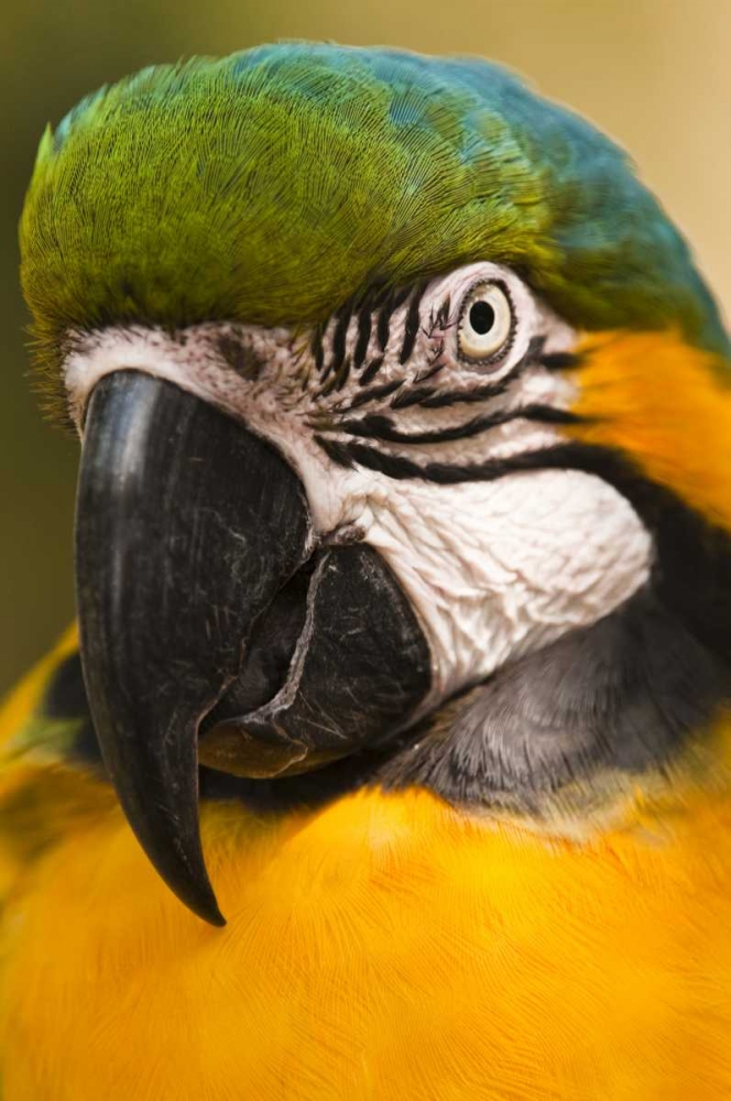 Wall Art Painting id:133989, Name: USA, Florida, St Augustine Portrait of parrot, Artist: Rotenberg, Nancy