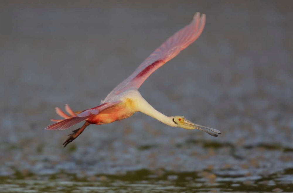 Wall Art Painting id:131218, Name: FL, Tampa Bay, Alafaya Banks Roseate spoonbill, Artist: Morris, Arthur