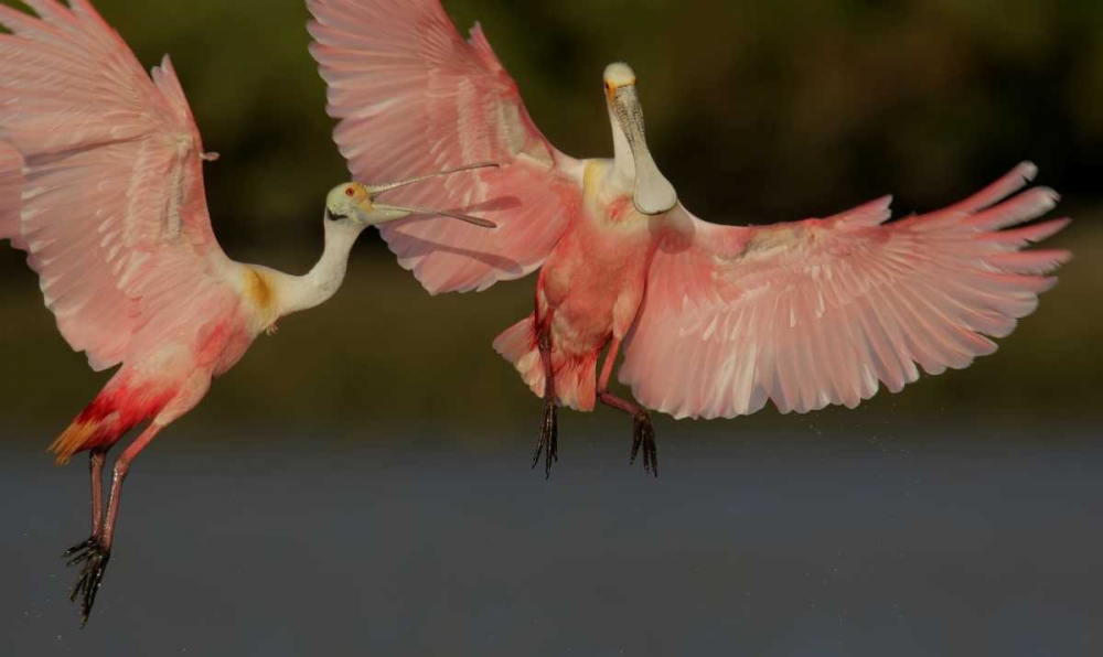 Wall Art Painting id:131251, Name: FL, Tampa Bay Two roseate spoonbills squabbling, Artist: Morris, Arthur