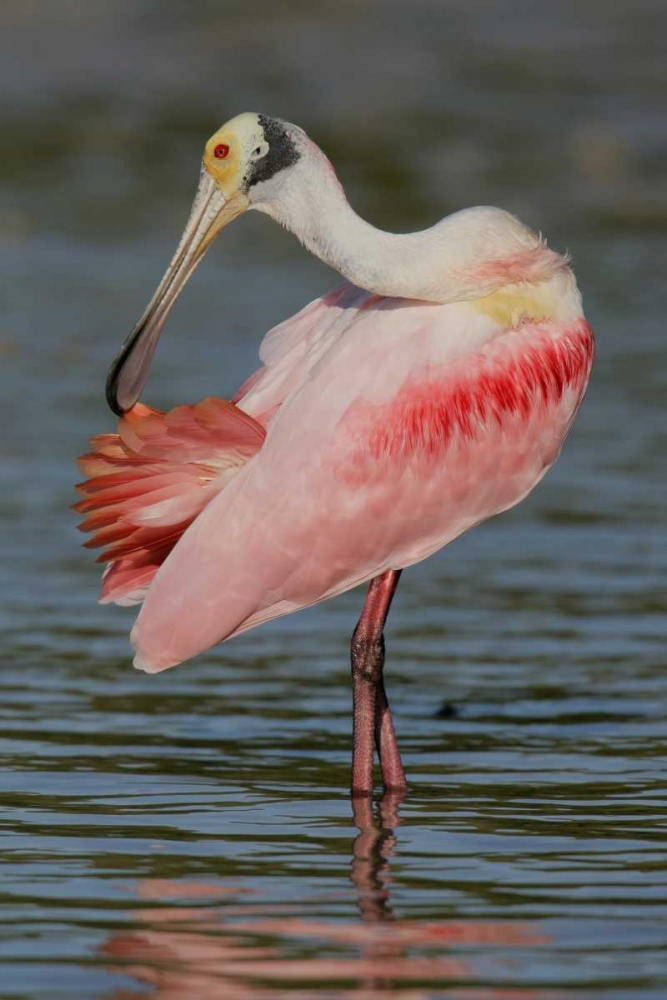 Wall Art Painting id:131233, Name: FL, Tampa Bay, Alafaya Banks Roseate spoonbill, Artist: Morris, Arthur