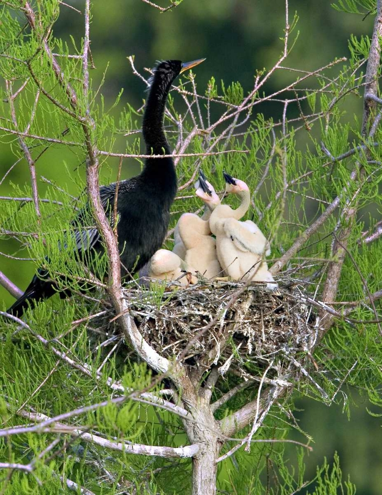 Wall Art Painting id:136106, Name: USA, Florida Anhinga parent and chicks in nest, Artist: Williams, Joanne