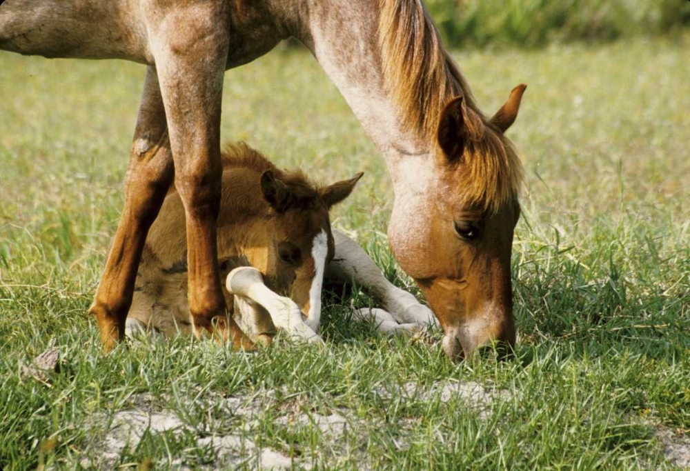 Wall Art Painting id:136010, Name: USA, Florida Close-up of mare and foal, Artist: Williams, Joanne