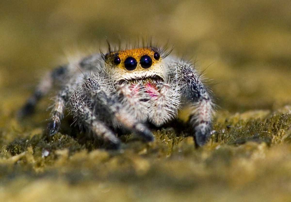 Wall Art Painting id:136014, Name: USA, Florida Close-up of jumping spider, Artist: Williams, Joanne