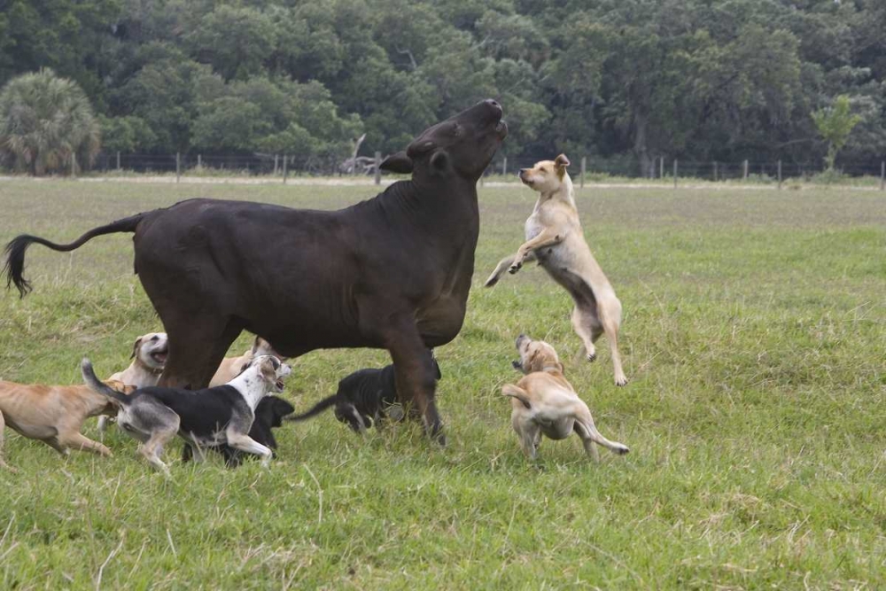 Wall Art Painting id:136003, Name: FL, Herding Dogs confronts a stray cow, Artist: Williams, Joanne