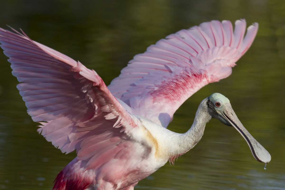 Wall Art Painting id:130373, Name: FL, Everglades NP Roseate spoonbill with wings, Artist: Kaveney, Wendy