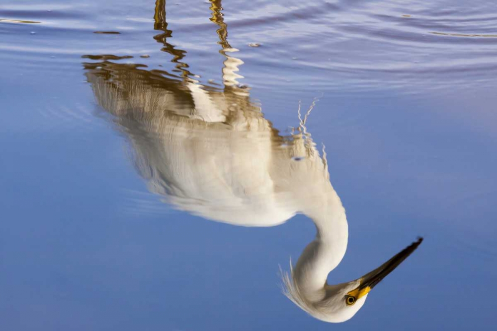 Wall Art Painting id:130145, Name: FL, Everglades NP Reflection of snowy egret, Artist: Kaveney, Wendy