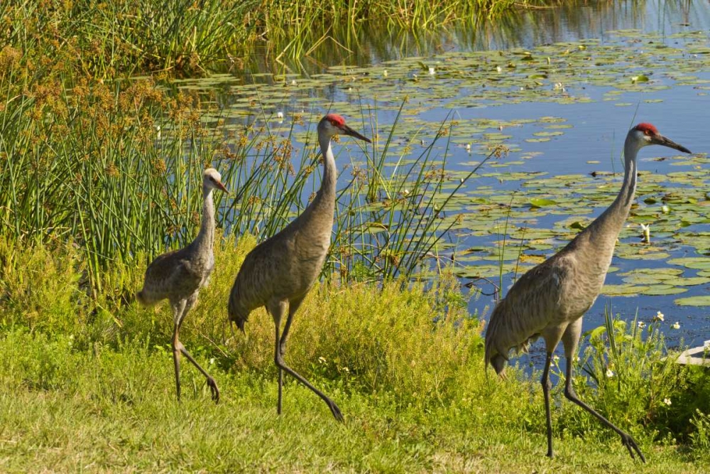 Wall Art Painting id:129218, Name: USA, Florida Sandhill crane parents and young, Artist: Illg, Cathy and Gordon