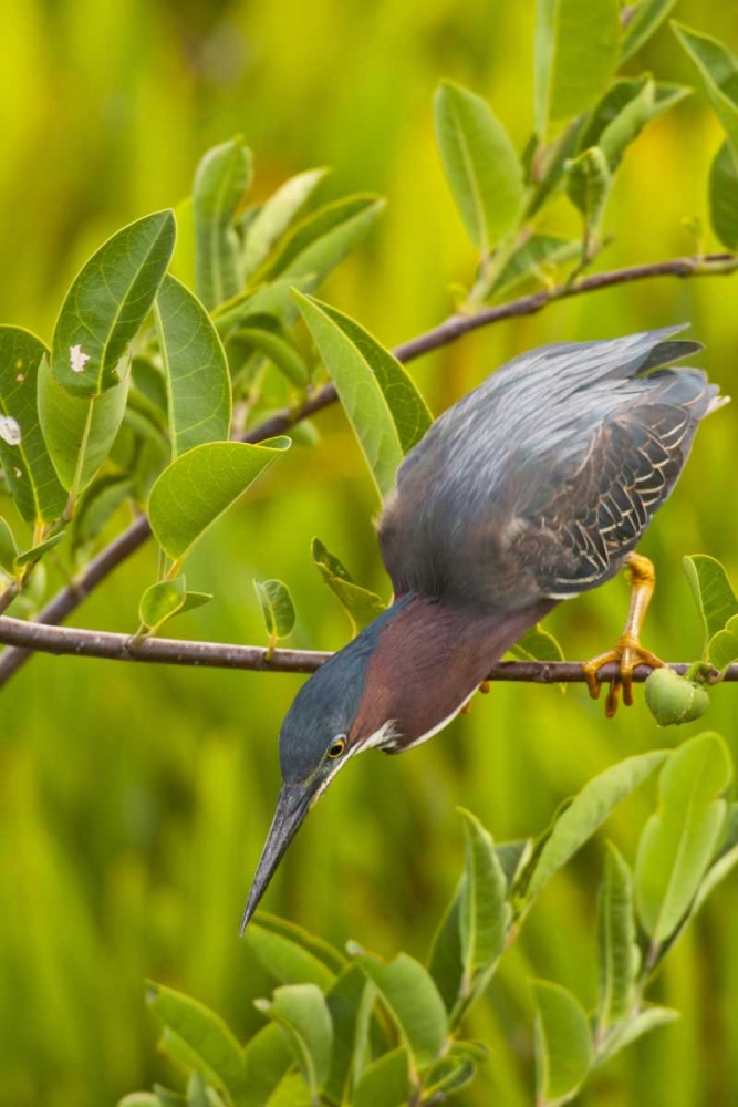 Wall Art Painting id:129356, Name: USA, Florida Green heron hunting from a branch, Artist: Illg, Cathy and Gordon