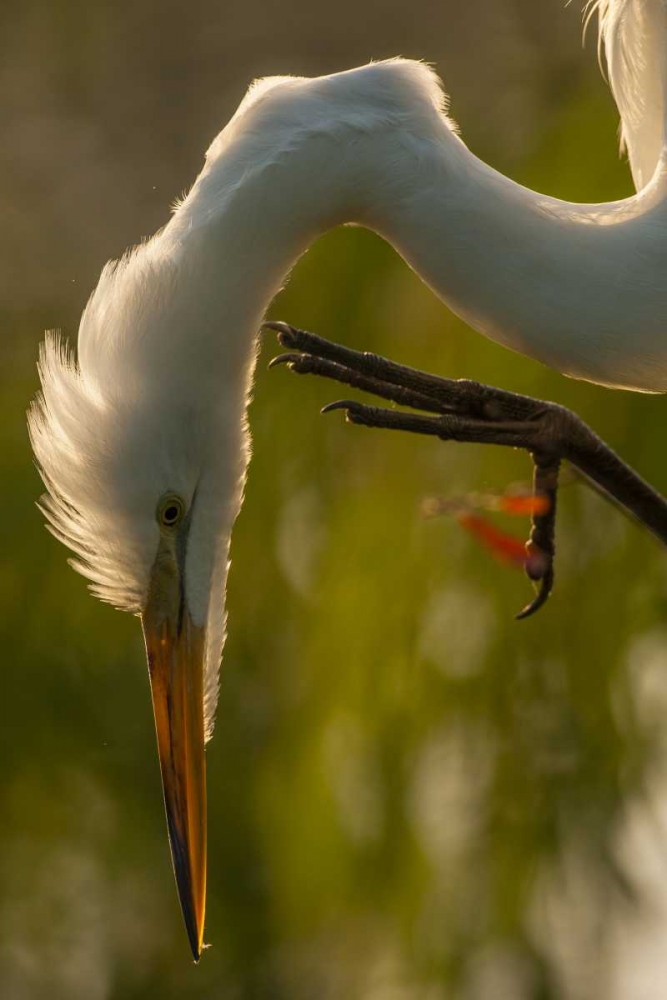 Wall Art Painting id:128772, Name: Florida Profile of great egret, Artist: Illg, Cathy and Gordon