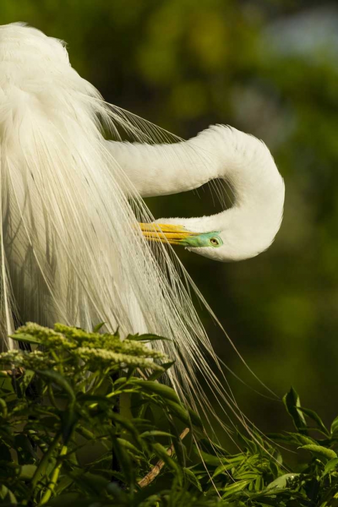 Wall Art Painting id:128783, Name: USA, Florida Great egret preening, Artist: Illg, Cathy and Gordon