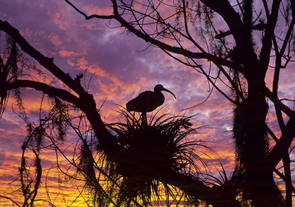 Wall Art Painting id:133693, Name: USA, Florida Ibis on nest at sunset, Artist: Rotenberg, Nancy