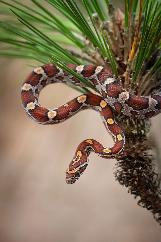 Wall Art Painting id:405301, Name: Corn Snake in long-leaf pine A docile non-venomous snake found throughout Florida , Artist: Pryor, Maresa