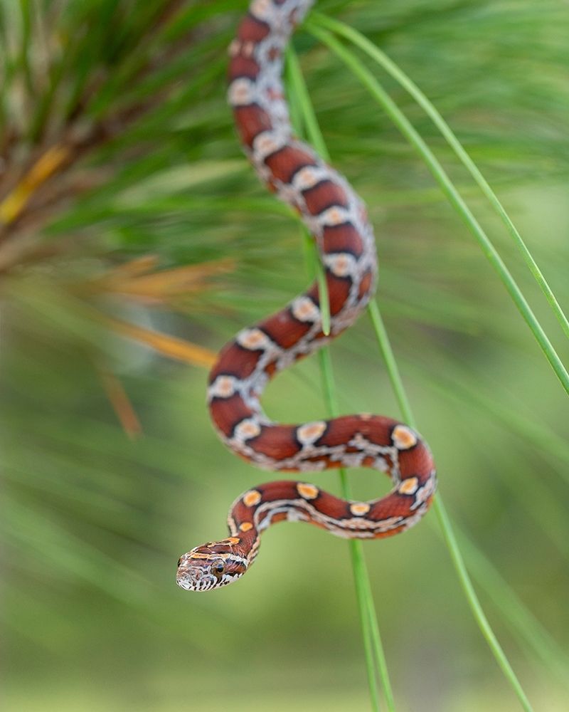 Wall Art Painting id:405302, Name: Corn Snake in long-leaf pine A docile non-venomous snake found throughout Florida, Artist: Pryor, Maresa