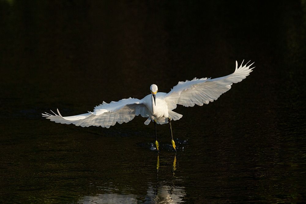 Wall Art Painting id:405303, Name: Snowy egret hunting-Green Cay Wetlands-Florida, Artist: Pryor, Maresa