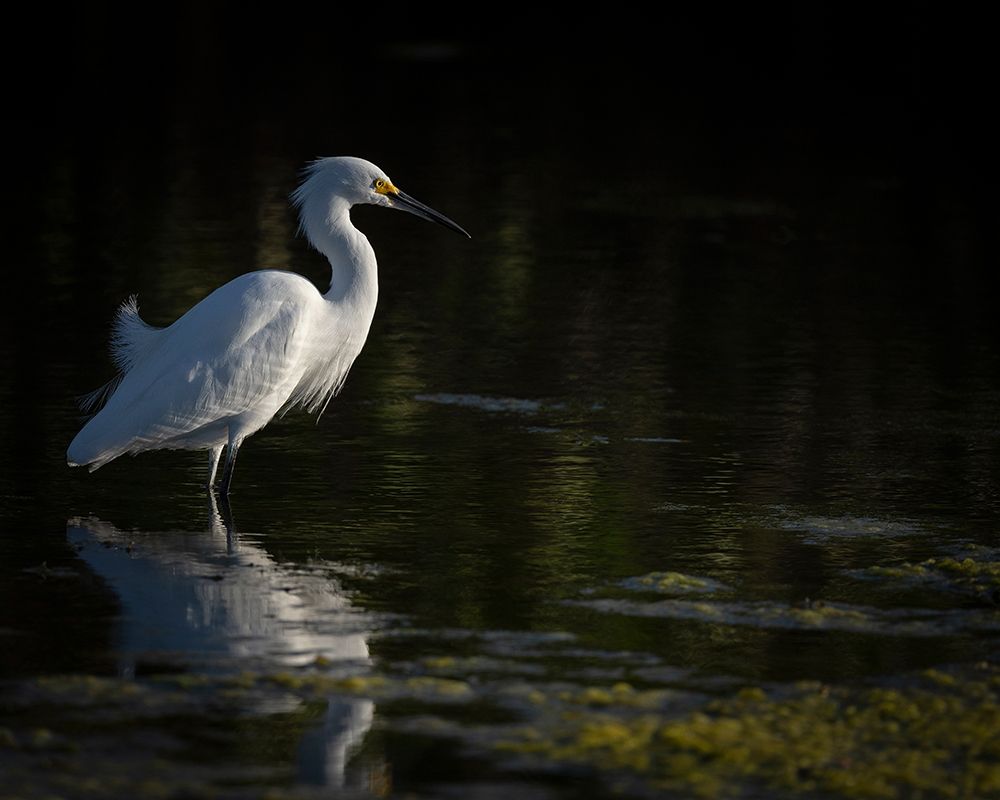 Wall Art Painting id:405304, Name: Snowy Egret hunting-Merritt Island National Wildlife Refuge-Florida, Artist: Pryor, Maresa