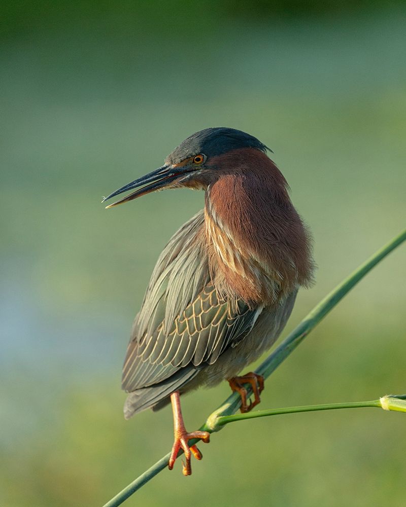 Wall Art Painting id:405305, Name: Green heron-Butorides virescens-Green Cay Wetlands-Florida, Artist: Pryor, Maresa