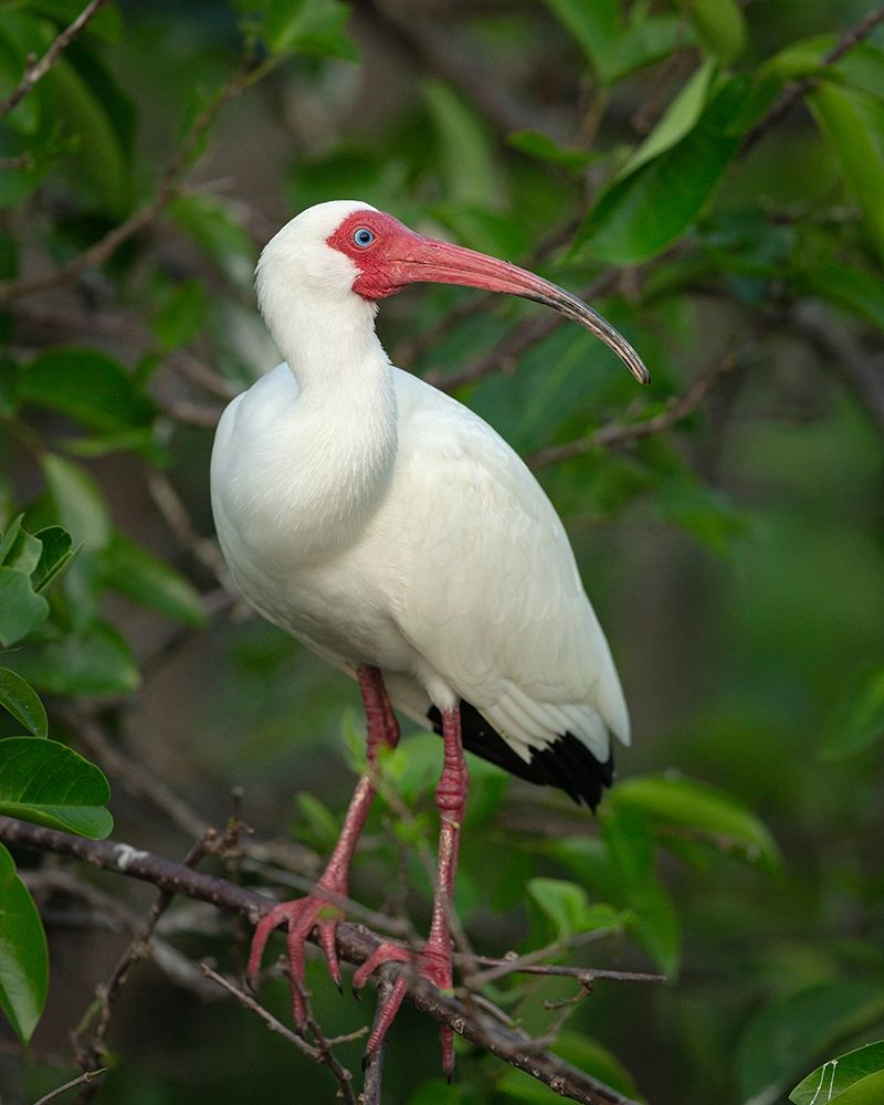 Wall Art Painting id:405306, Name: White Ibis in breeding colors-Eudocimus albus-Wakodahatchee Wetlands-Florida Rookery, Artist: Pryor, Maresa