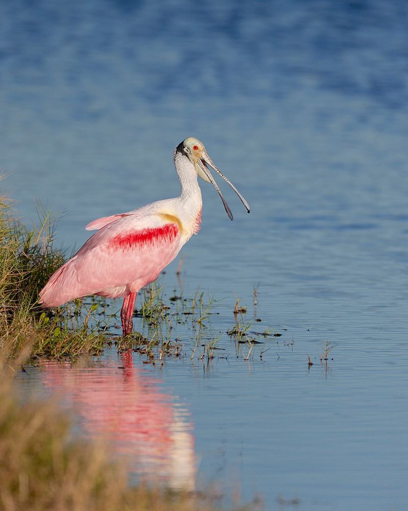 Wall Art Painting id:405307, Name: Roseate spoonbill agitated-Merritt island National Wildlife Refuge-Florida-USA, Artist: Pryor, Maresa