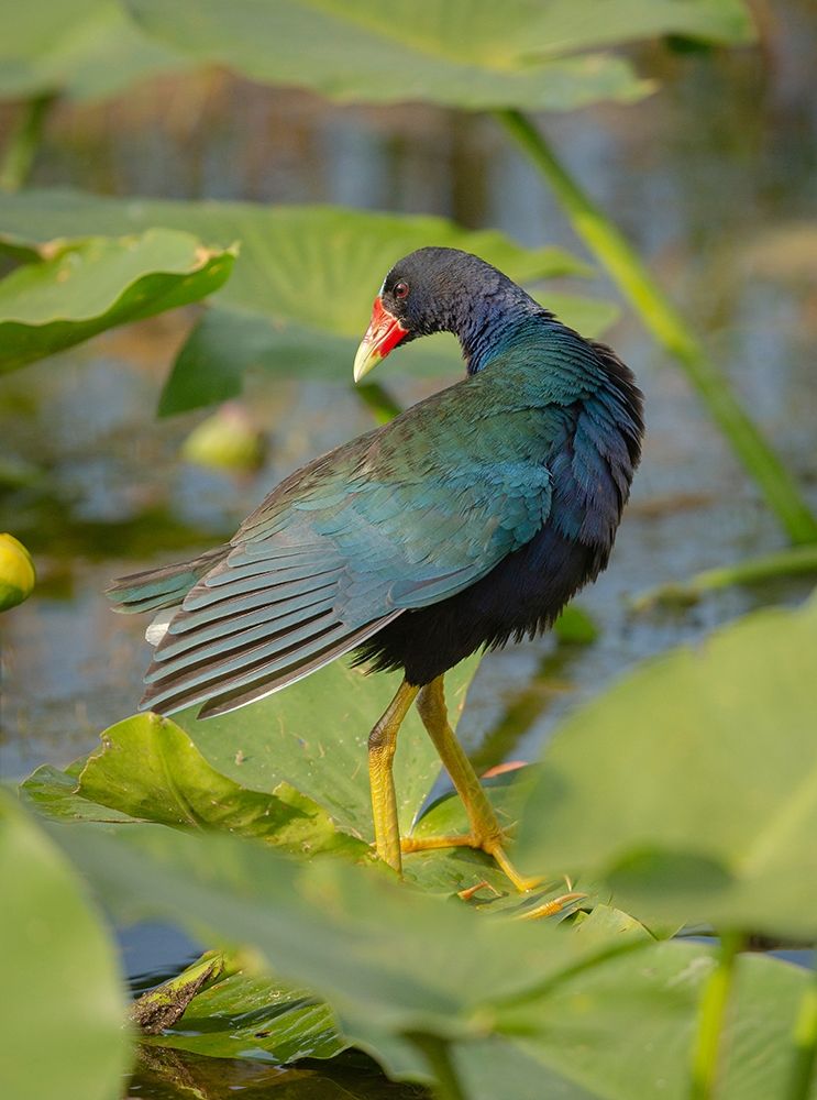 Wall Art Painting id:405308, Name: Purple gallinule-Arthur R Marshall Loxahatchee National Wildlife Refuge-Marsh Trail-Florida, Artist: Pryor, Maresa