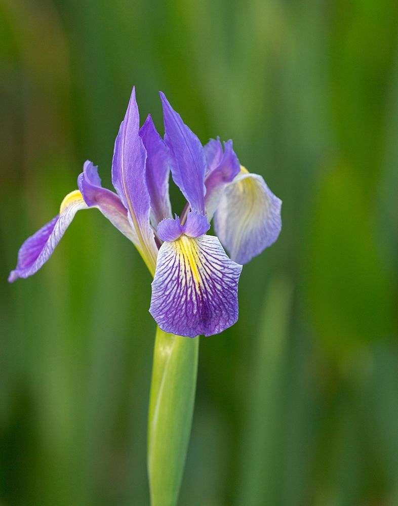 Wall Art Painting id:405309, Name: Southern blue flag iris-Iris virginica-Loxahatchee National Wildlife Refuge-Florida, Artist: Pryor, Maresa