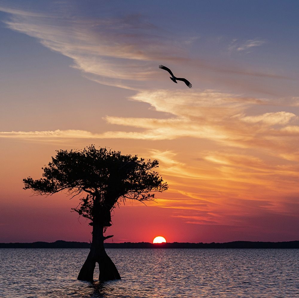 Wall Art Painting id:405310, Name: Sunset on Blue Cypress Lake Conservation Area-Vero Beach-Florida, Artist: Pryor, Maresa