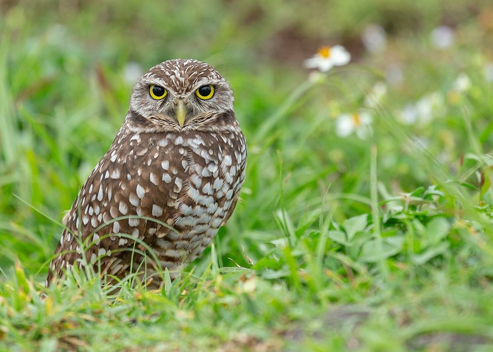 Wall Art Painting id:405311, Name: Burrowing owl-Athene cunicularia-Florida, Artist: Pryor, Maresa