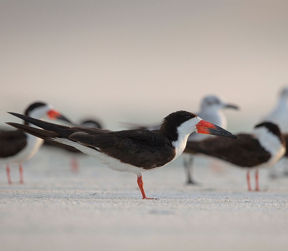 Wall Art Painting id:405312, Name: Black Skimmers on Lido Beach-Florida, Artist: Pryor, Maresa