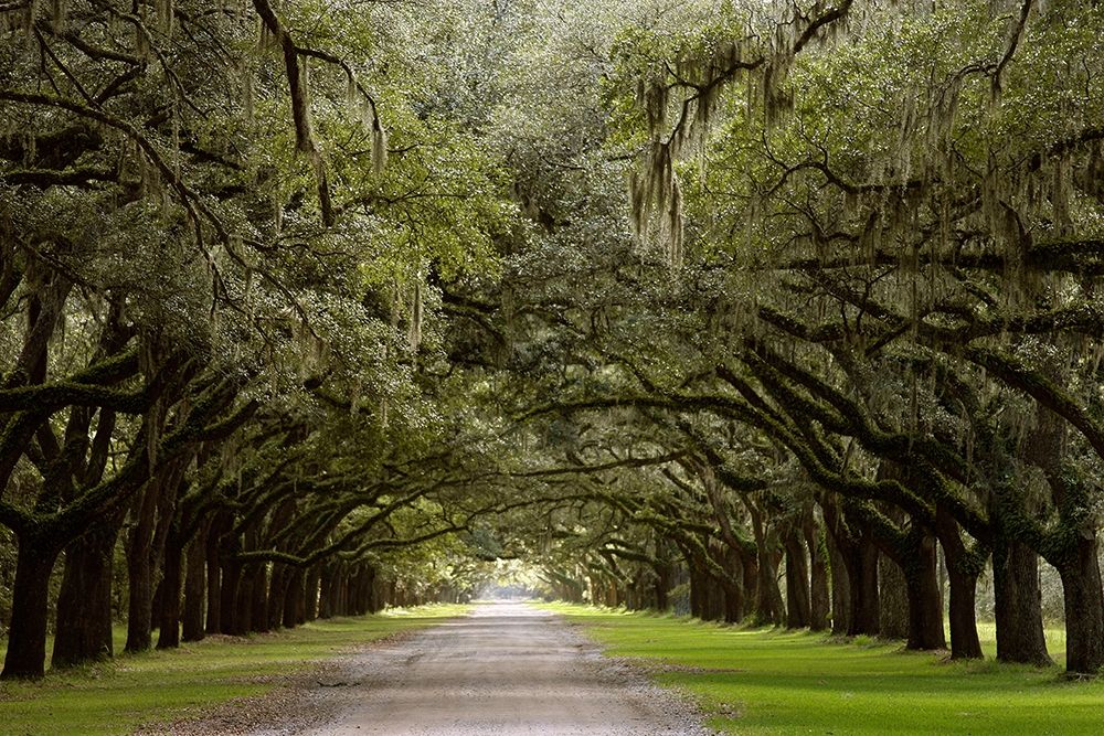 Wall Art Painting id:405326, Name: Live Oak Alley-Savannah-Georgia, Artist: Miller, Anna