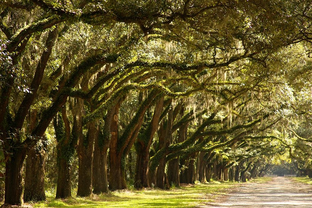 Wall Art Painting id:405330, Name: Live Oak Alley-Savannah-Georgia, Artist: Miller, Anna