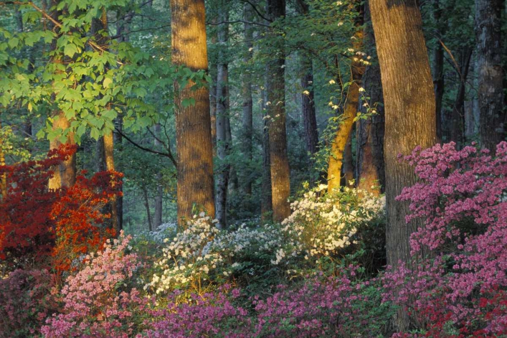 Wall Art Painting id:133641, Name: USA, Georgia, Azalea forest, Artist: Rotenberg, Nancy