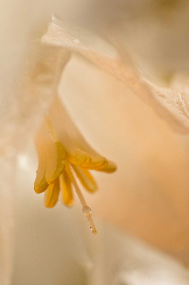 Wall Art Painting id:133803, Name: USA, Georgia Close up of pale peach flower, Artist: Rotenberg, Nancy