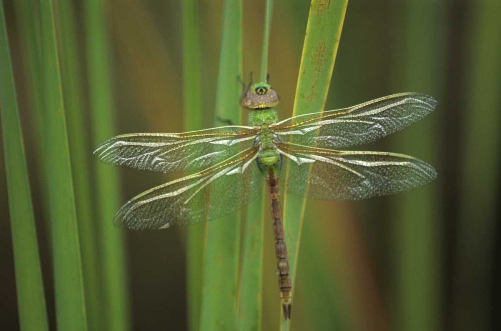 Wall Art Painting id:133875, Name: USA, Georgia Green darner dragonfly on reeds, Artist: Rotenberg, Nancy